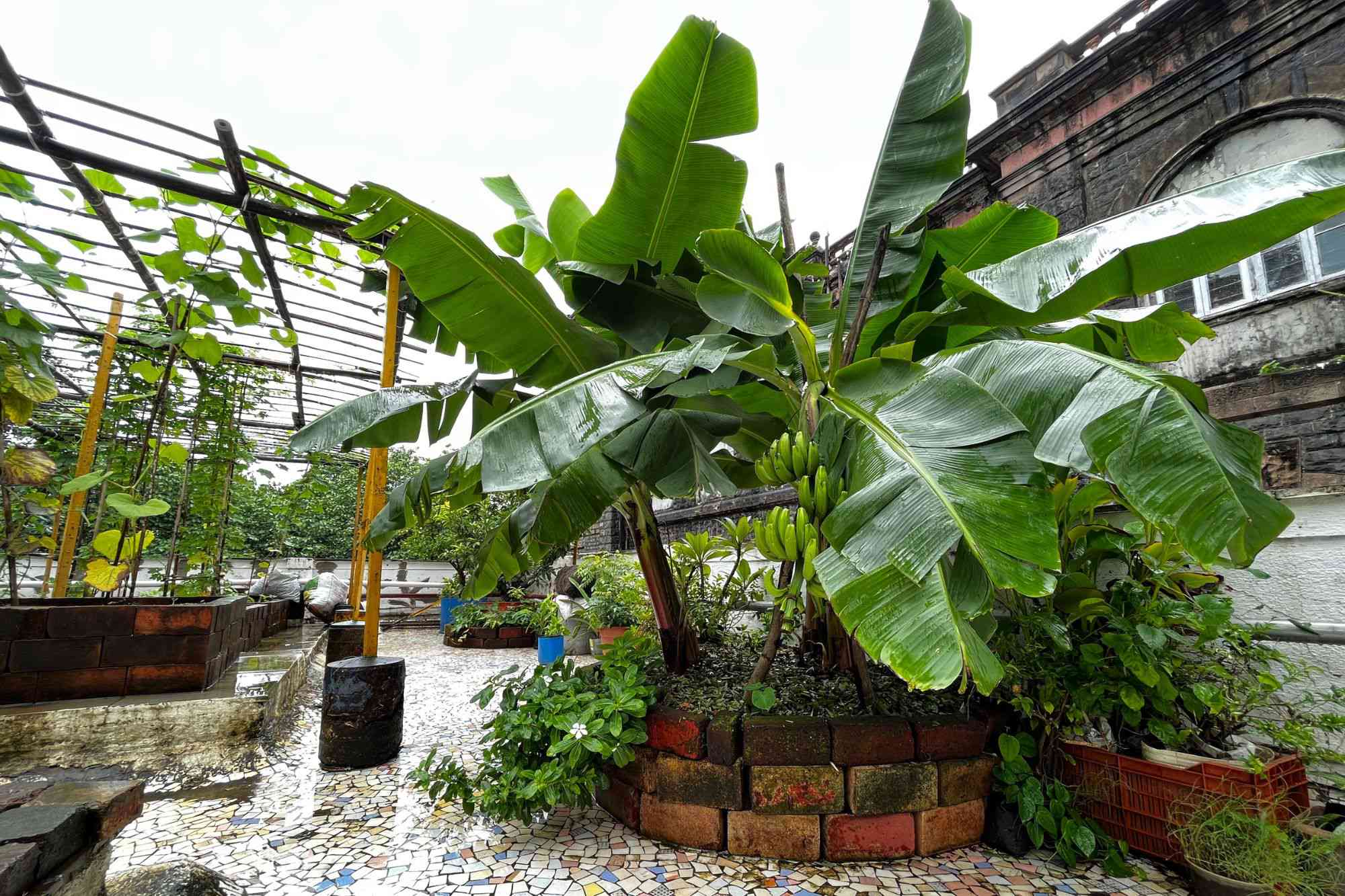 How rooftop gardens can potentially reduce the burden on India’s