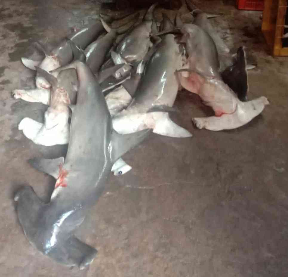 Investigation Inside India’s illegal sharkfin trade