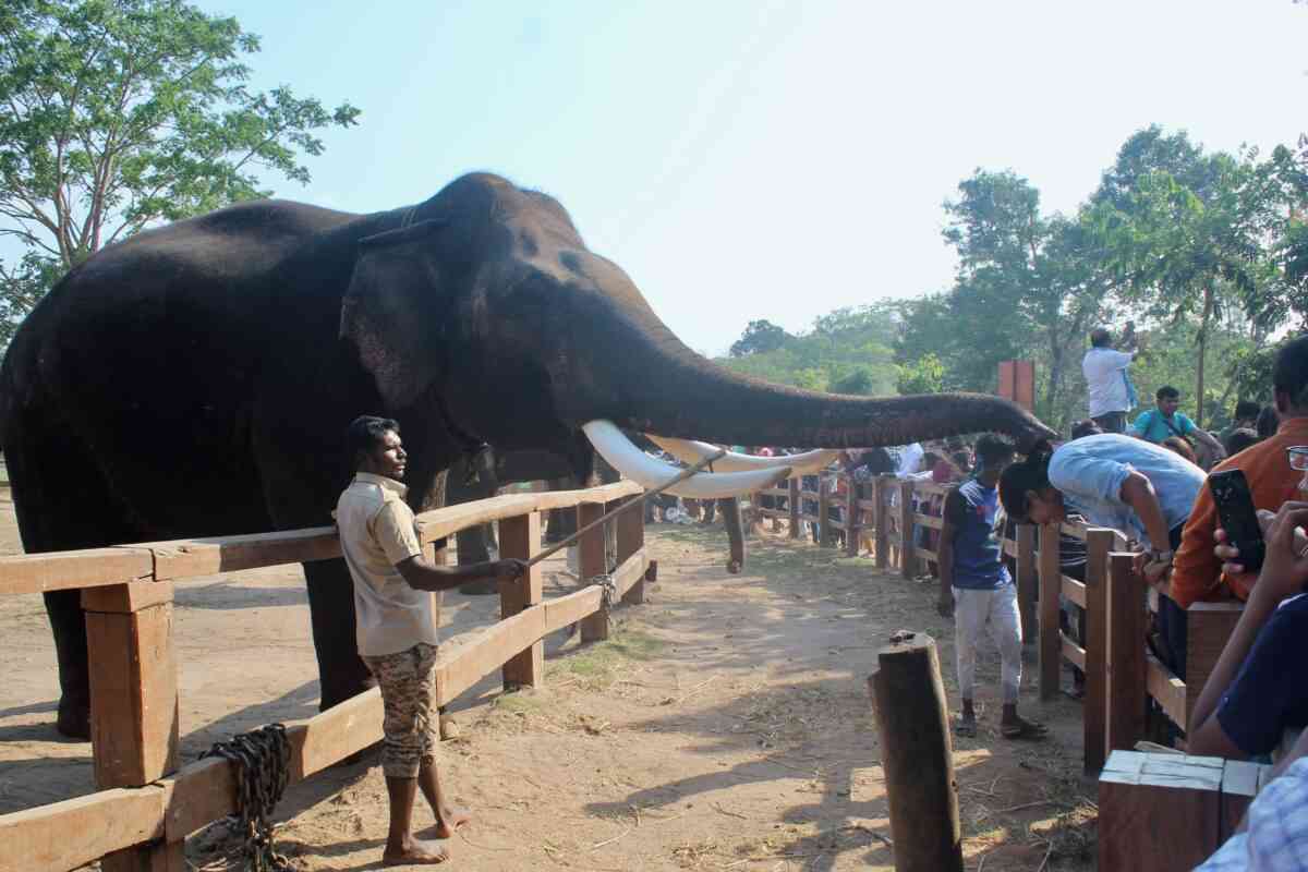 Trumpeting, rumbling, vibrations and more How elephants communicate
