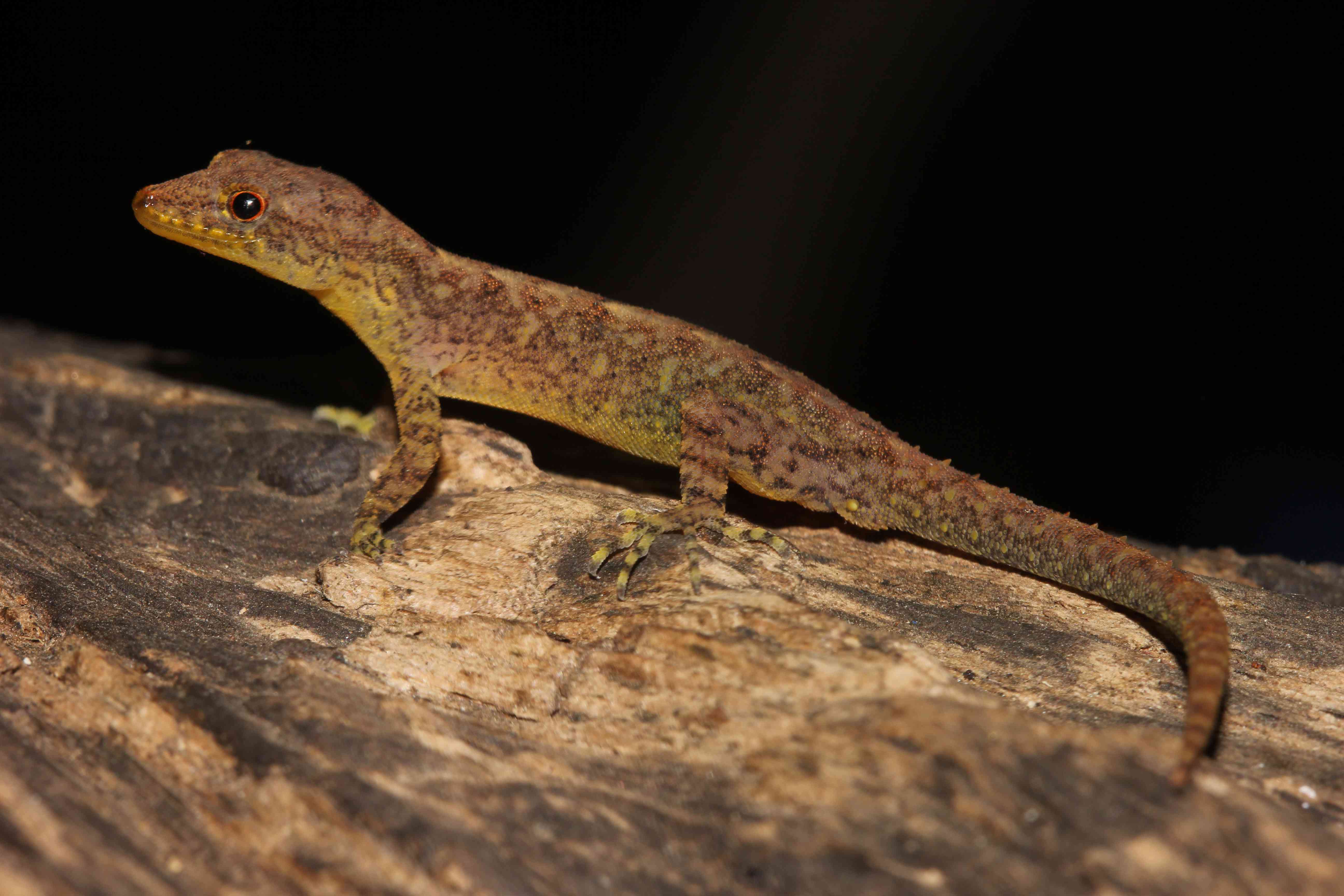 Four new species of geckos lizards discovered in the