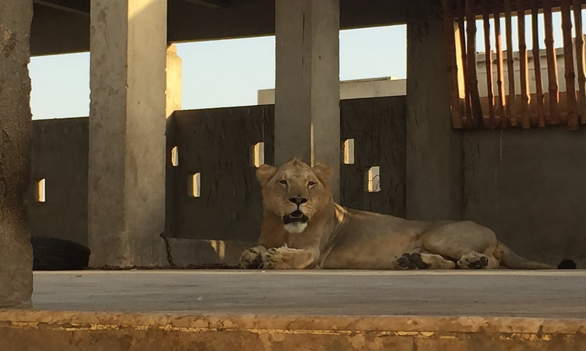 A lion for a pet Inside the untamed market for wild animals in Pakistan