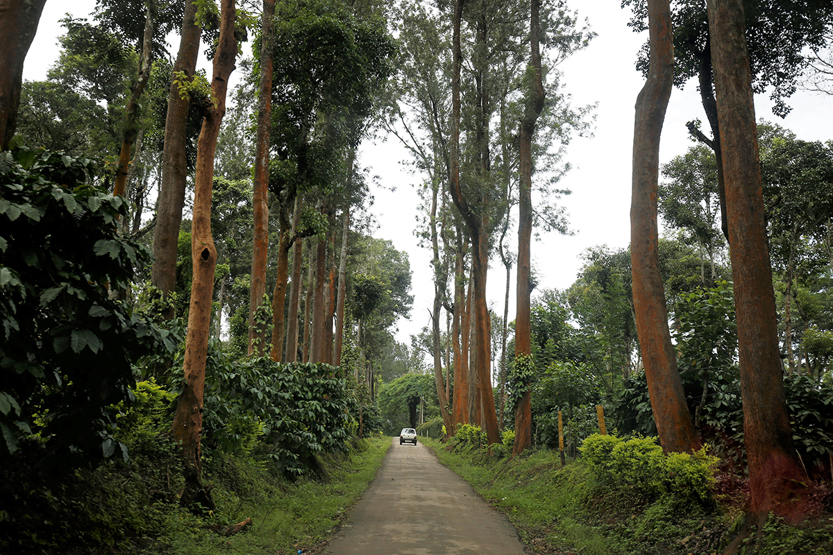 Kodagu Elephants endanger human lives, destroy crops by wandering into