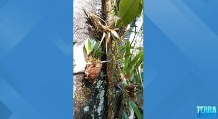 Orquídea em extinção é reencontrada após 60 anos; veja o