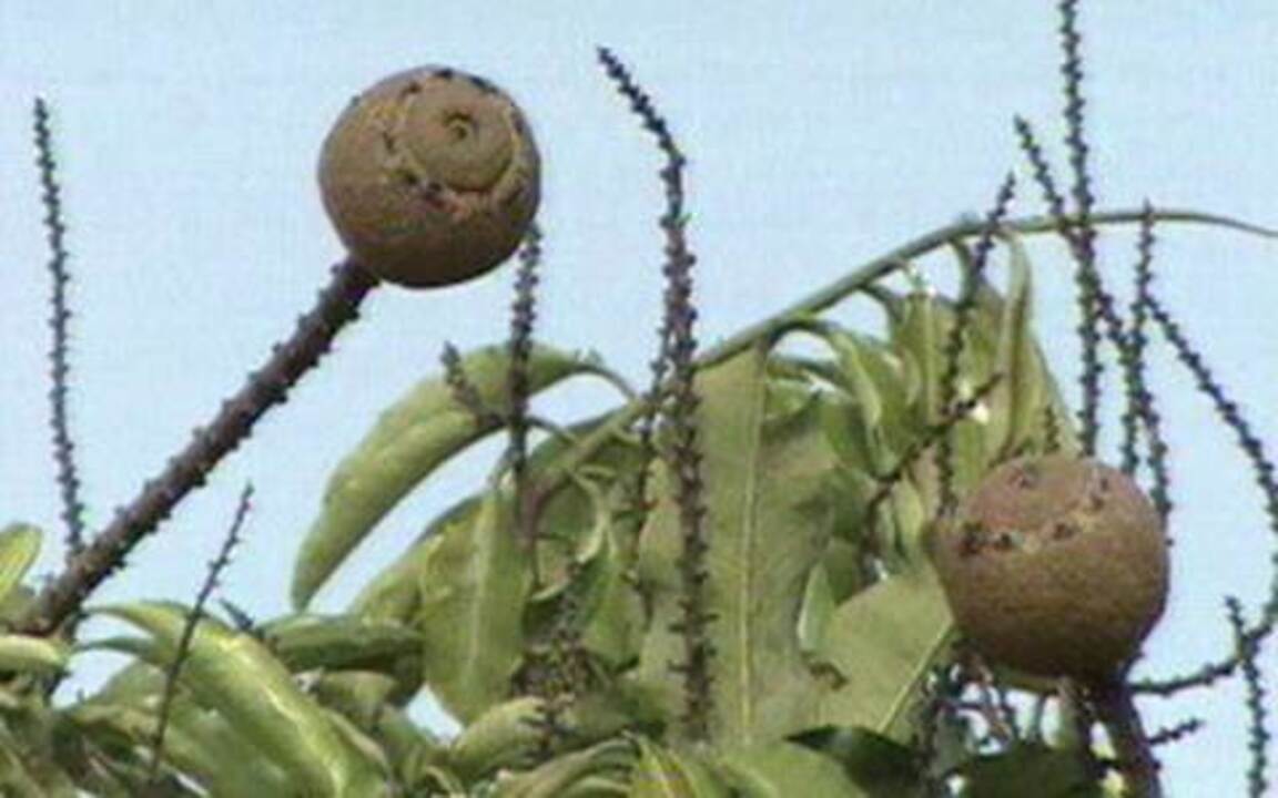 Como Plantar Castanha Do Pará Globo Rural