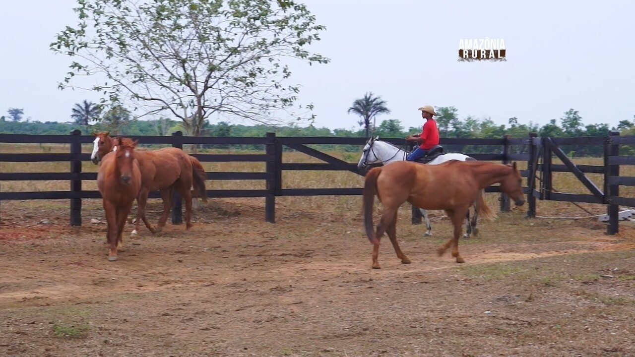 Amazônia Rural Veja como funciona uma fazenda de cavalos Globoplay