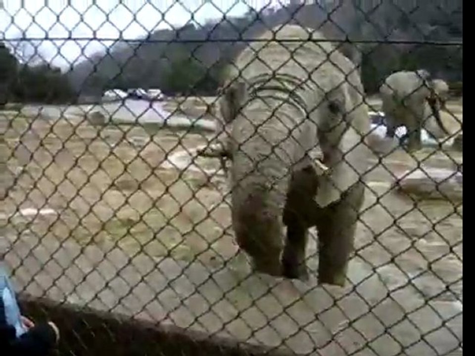 Elephant Burp video Dailymotion