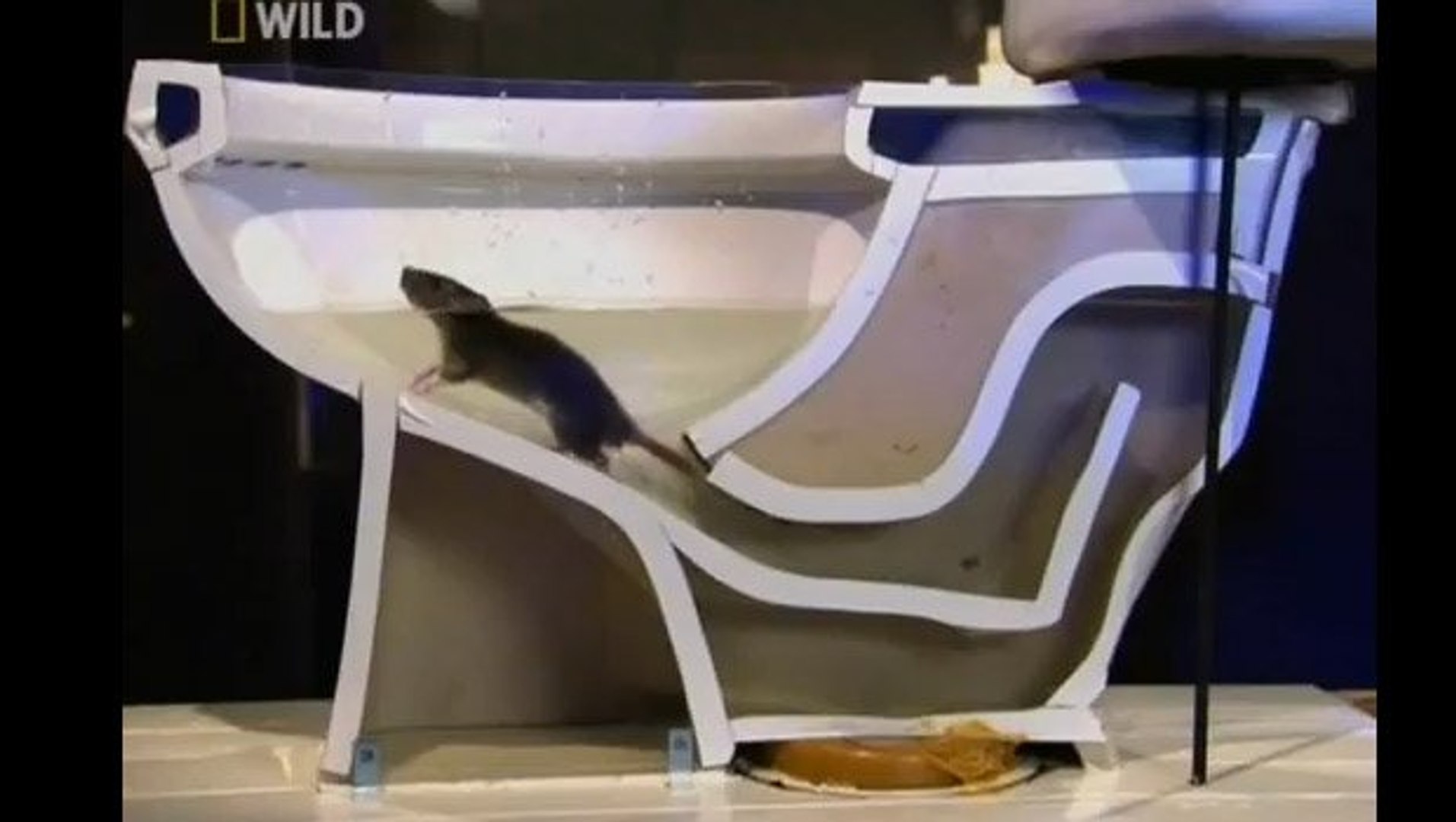 Munkáltató Összezavarodottnak lenni Könnyű megtörténni rat dans les