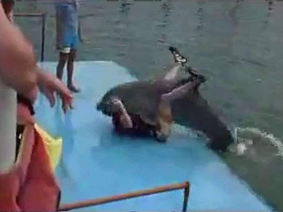 Dolphin mating Human video Dailymotion