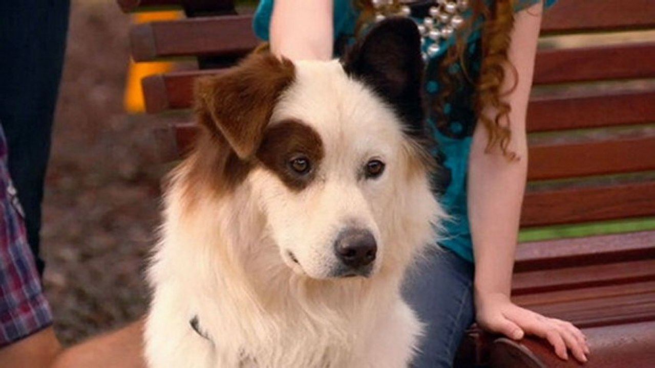 Dog With a Blog Season 1 Episode 7 The Parrot Trap