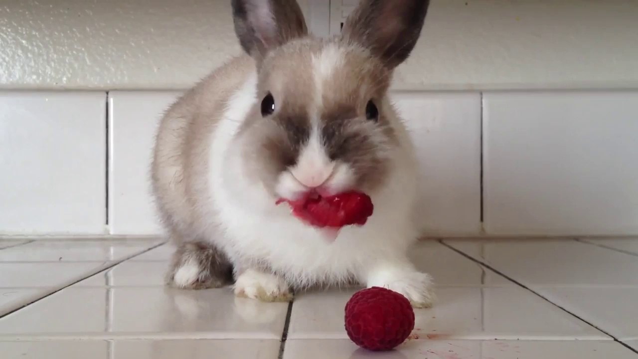 Lapin adorable qui mange des framboises! Vidéo Dailymotion