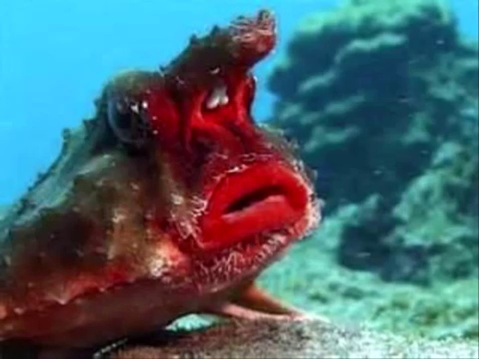 11 Of The Weirdest Animals On Earth All That's Interesting