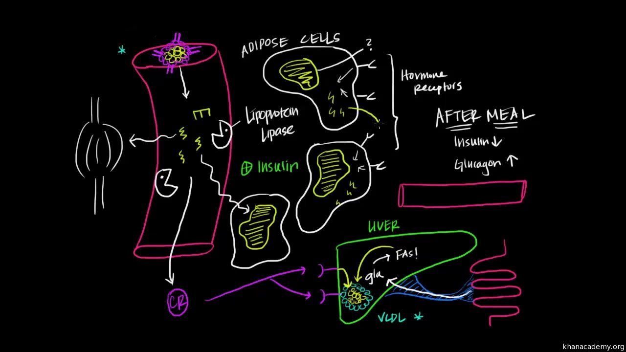 03 Digestion, Mobilization, and Transport of Fats Part