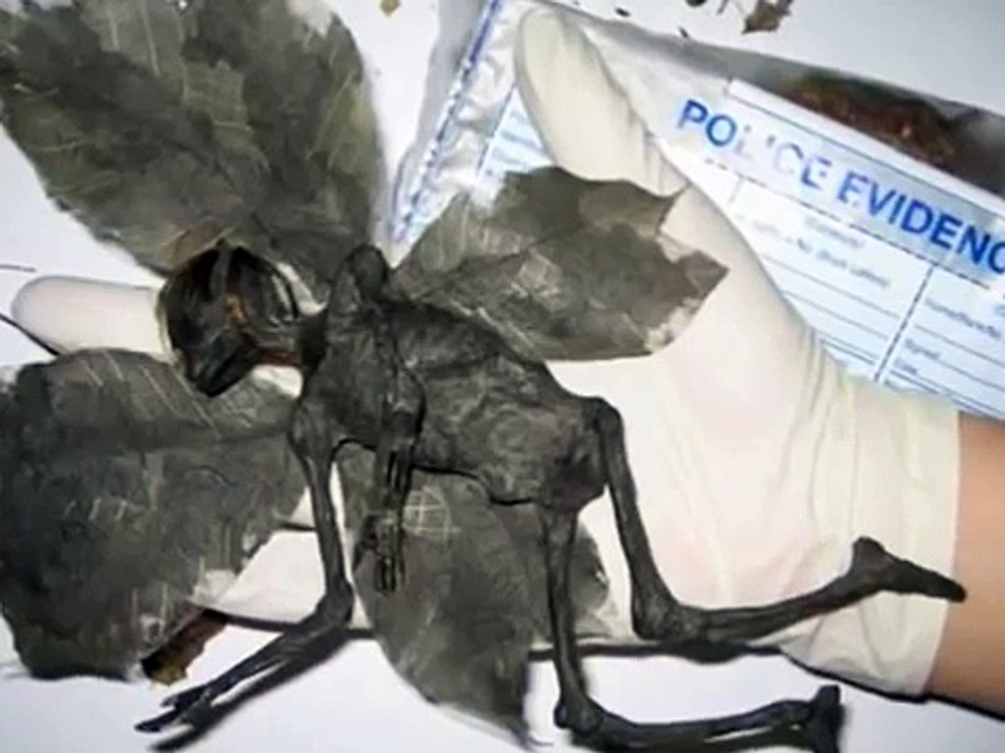 Top 999+ real fairy images Amazing Collection real fairy images Full 4K