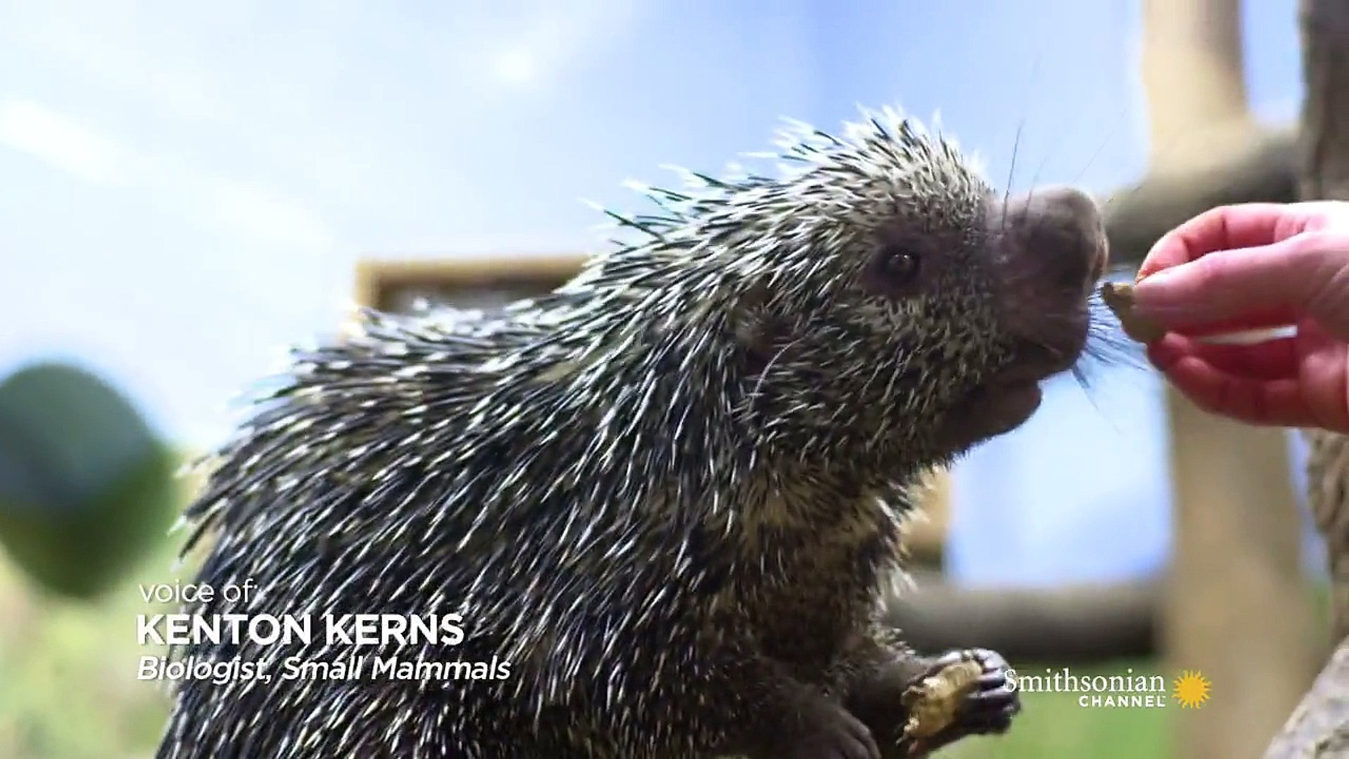 Porcupine Shooting Quills Video