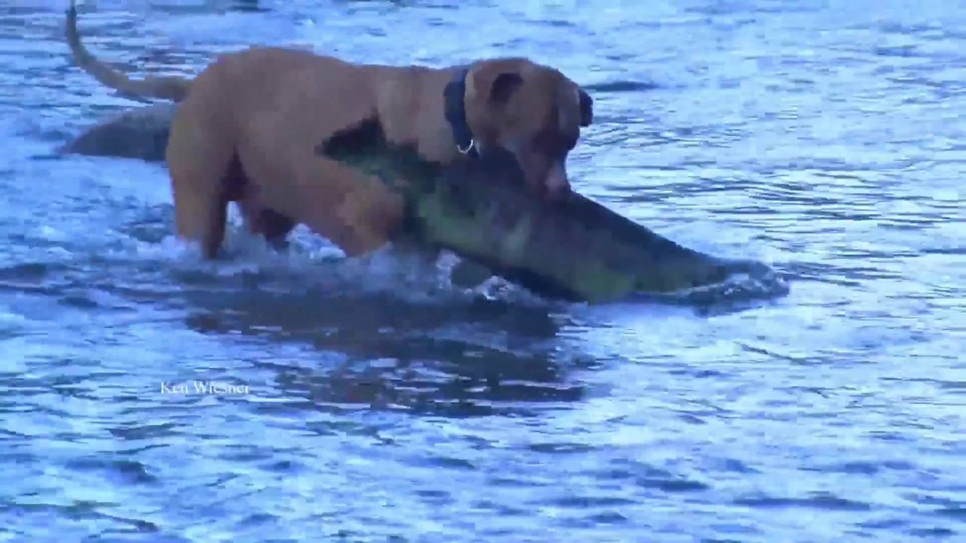 How Do Dogs Catch Fish