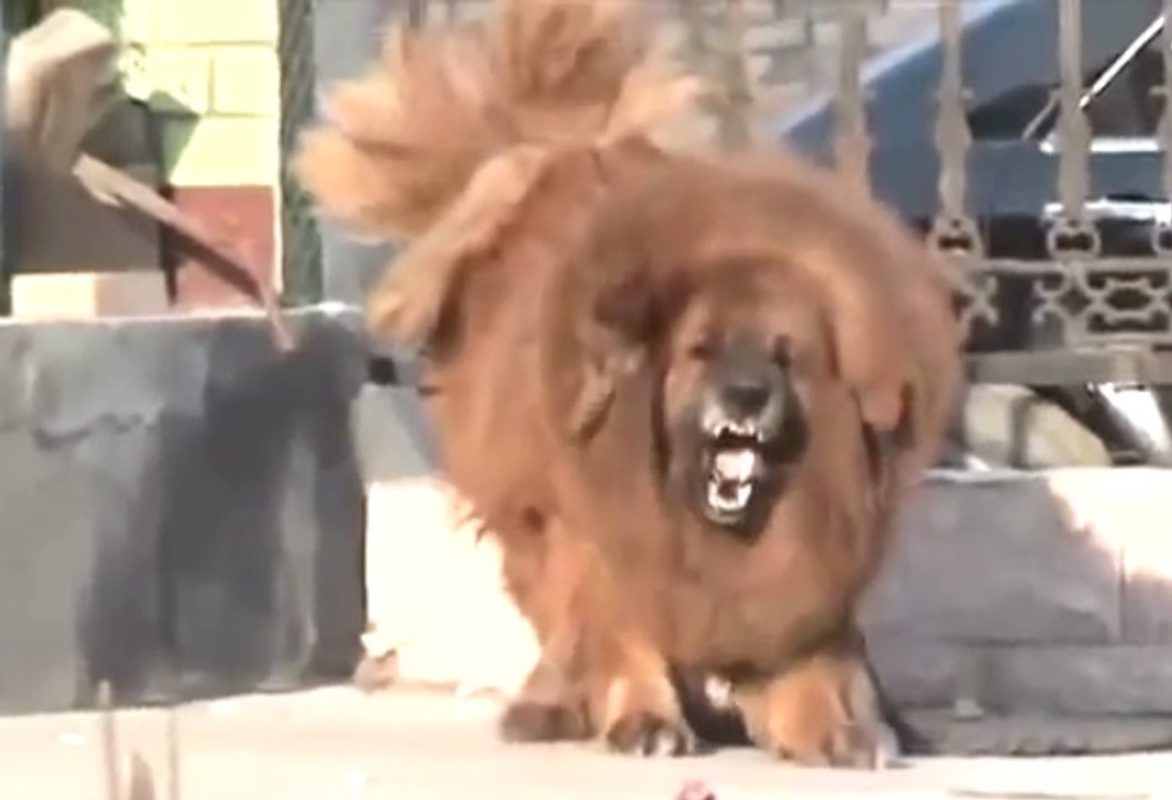 Lion Dog Tibetan Mastiff US 2.5 Million Dog video Dailymotion