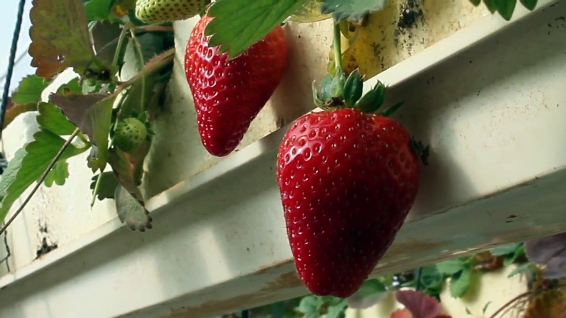 Agriculture Blog موعد زراعة الفراولة في العراق