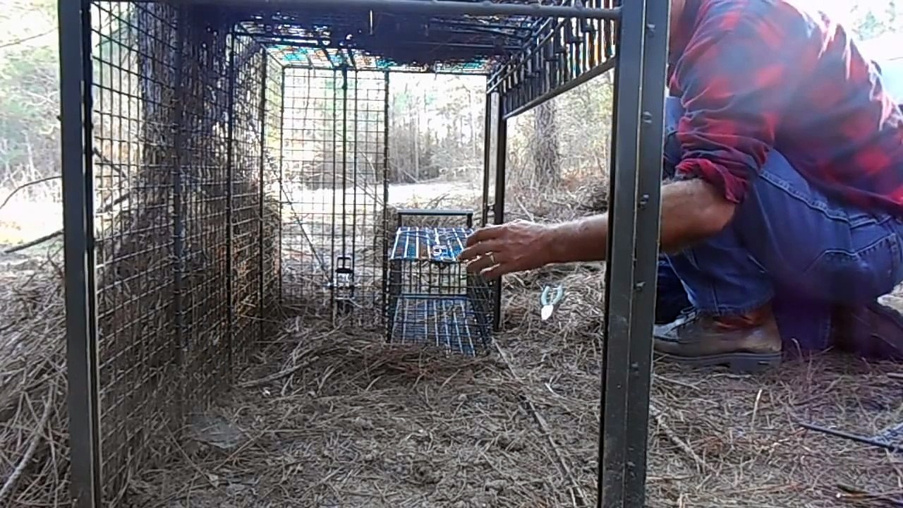 COYOTE CAGE TRAPDifferent Ways A Live Trap Can Be Baited video
