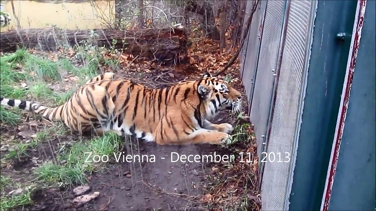 Tigers at Zoo Vienna video Dailymotion