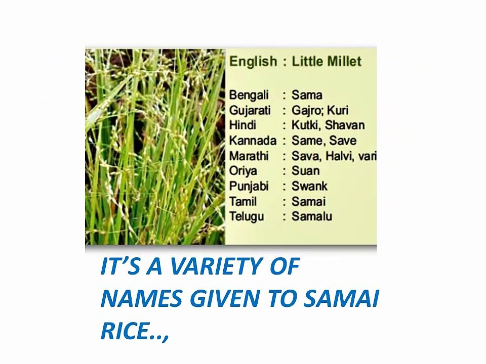 HEALTH BENEFITS OF SAMAI RICE.. video Dailymotion