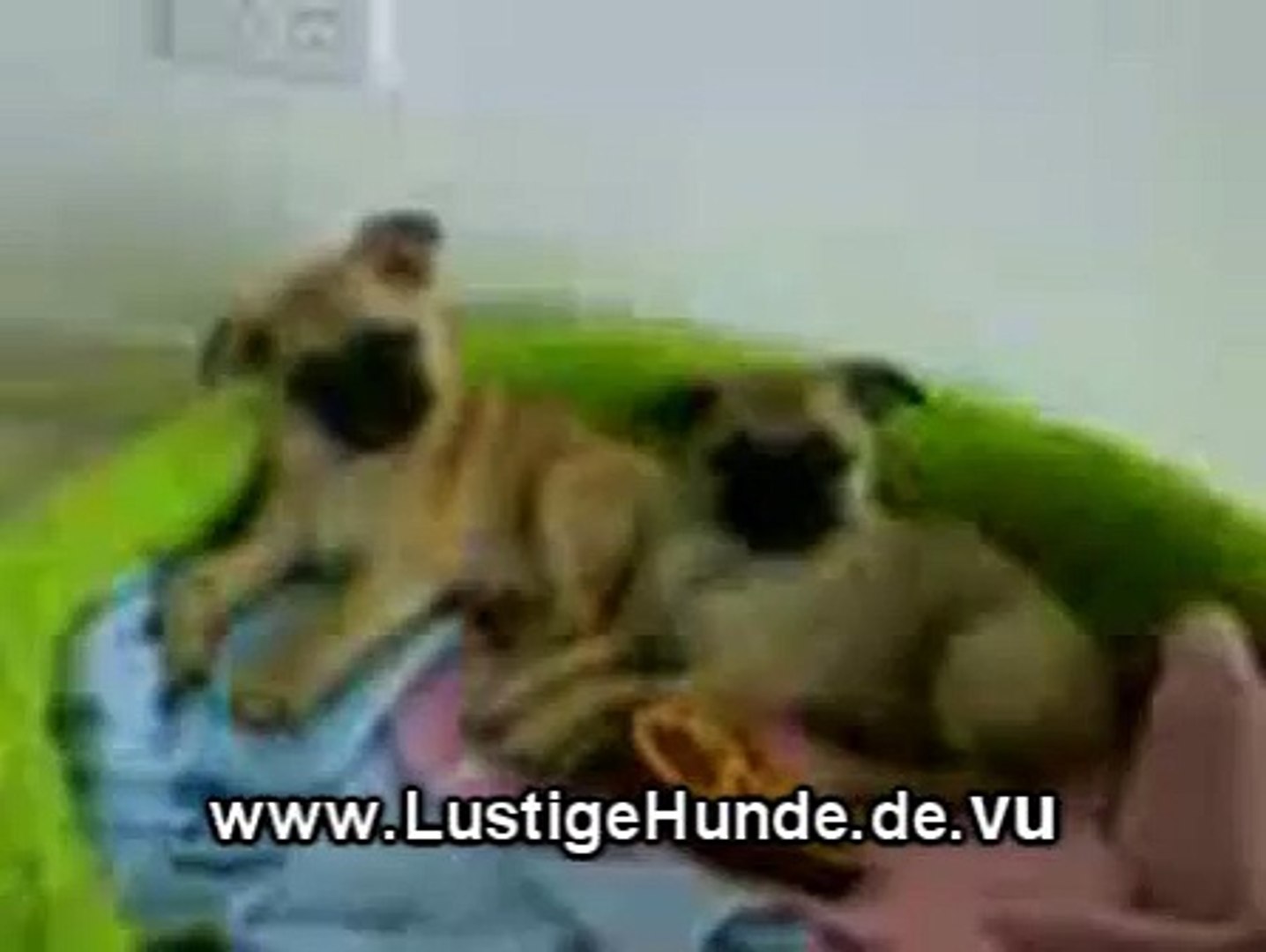 Homepage Hund Hundebilder Mit Spruchen Hundespruche