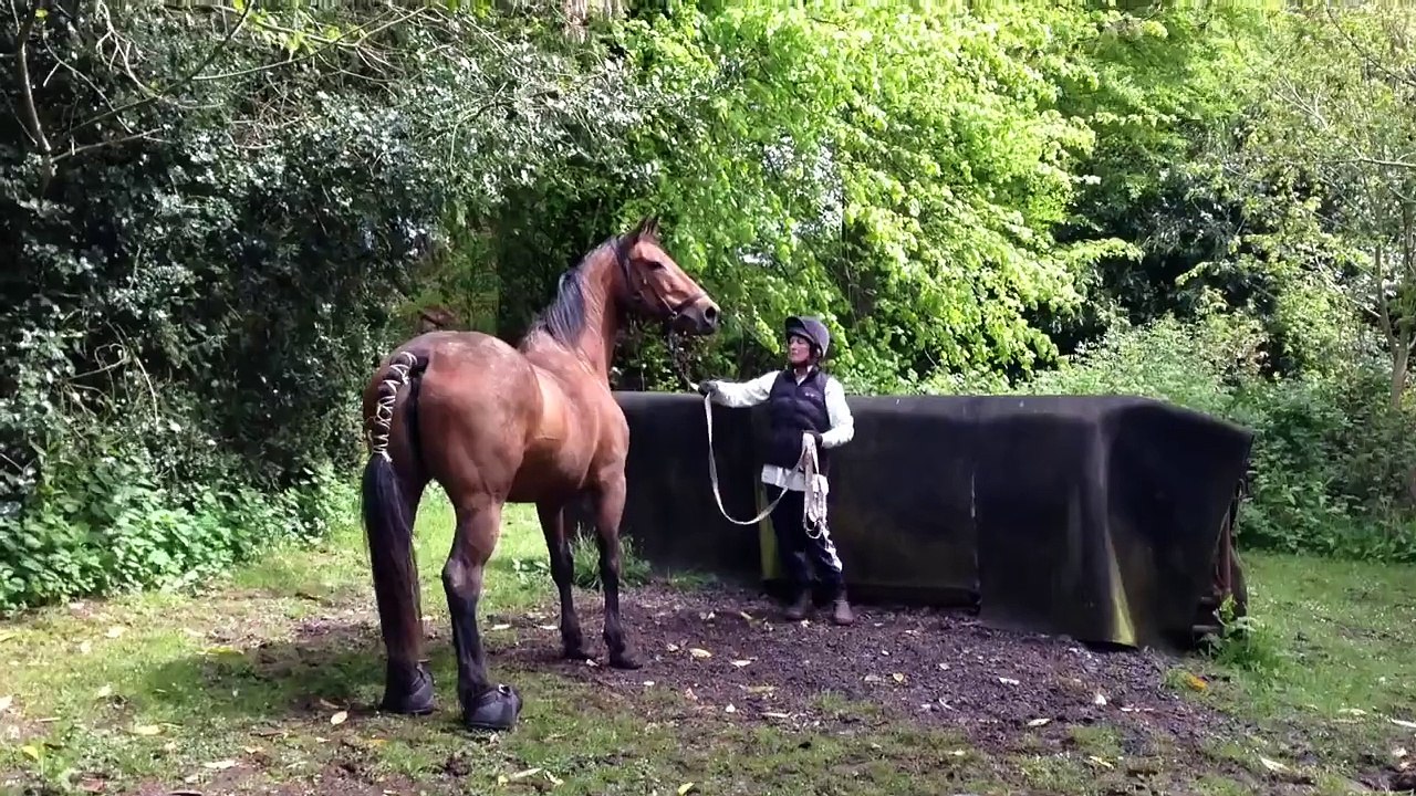 Part bred Arab stallion with maiden mare covering video Dailymotion