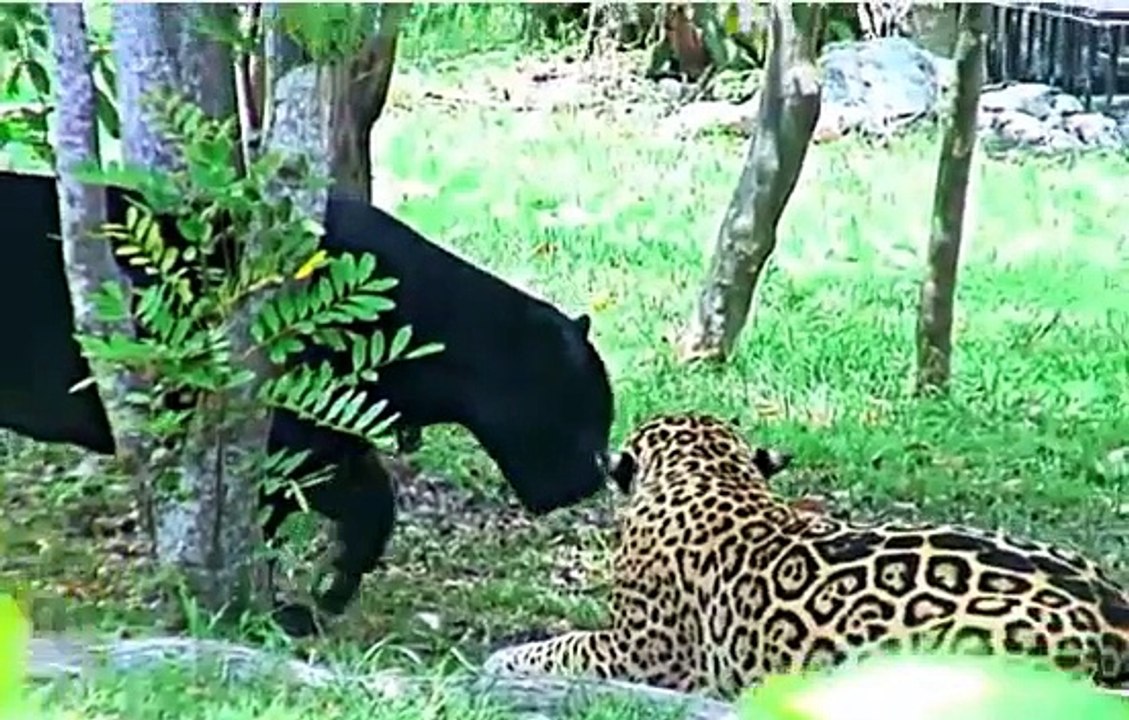 Jaguar vs Black Jaguar , Animal Attack Jaguar Documentary video
