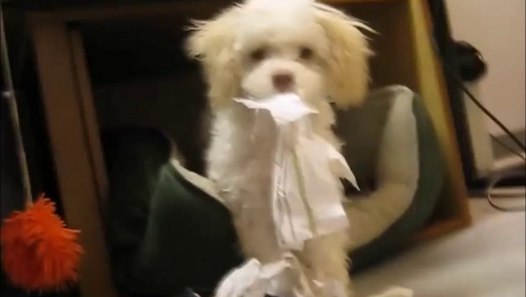 Funny dog gets caught eating toilet Paper and attacks camera Vidéo Dailymotion