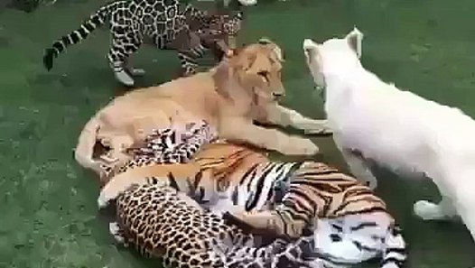 Lion Tiger Leopard Jaguar Cheetah Panther video dailymotion