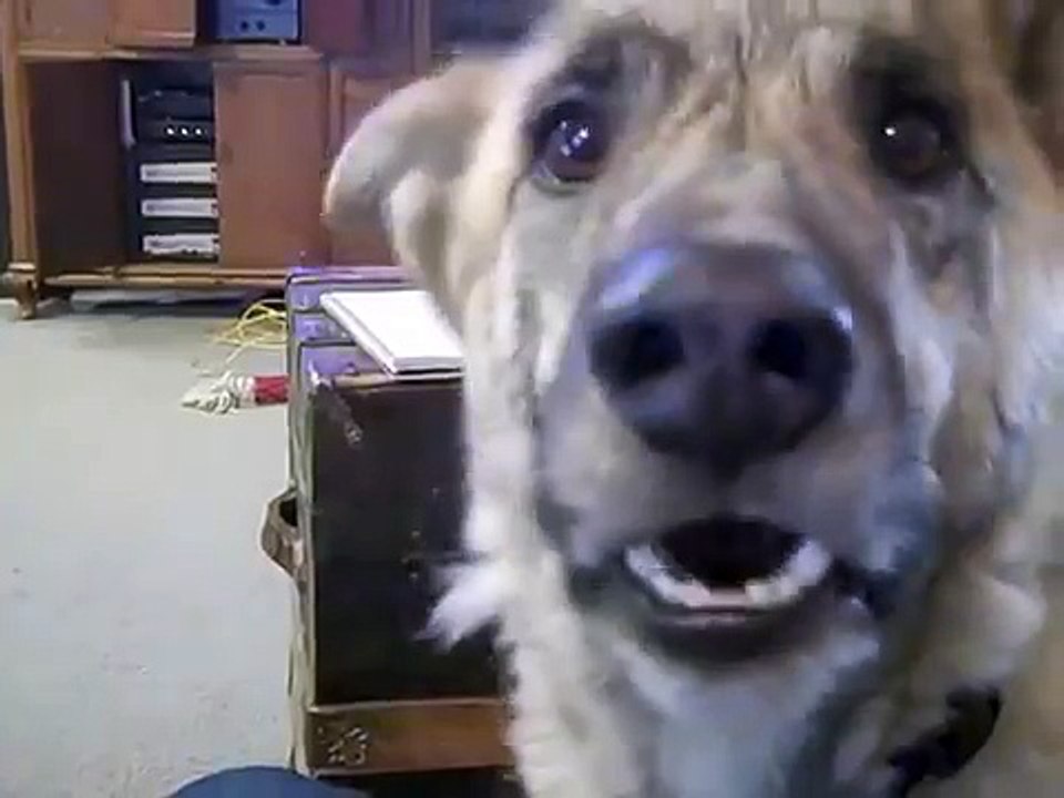 Guy Tells His Dog That He Ate All The Bacon. His Dog’s Reaction Will