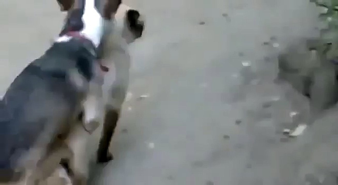 FUNNY Dog and Cat Mating Breeding Travel and golden business around