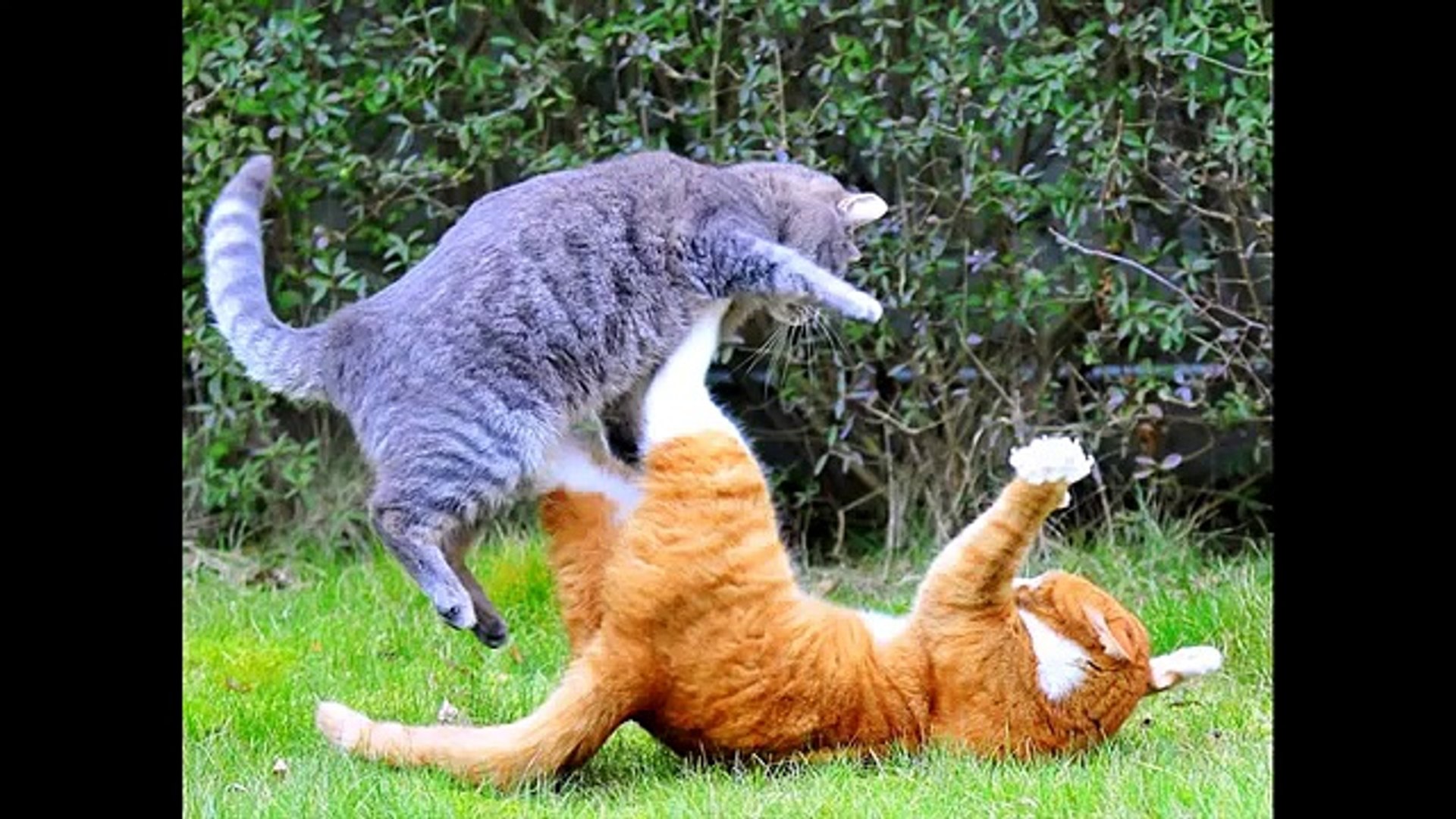 Funny Pictures Of Cats And Dogs Fighting