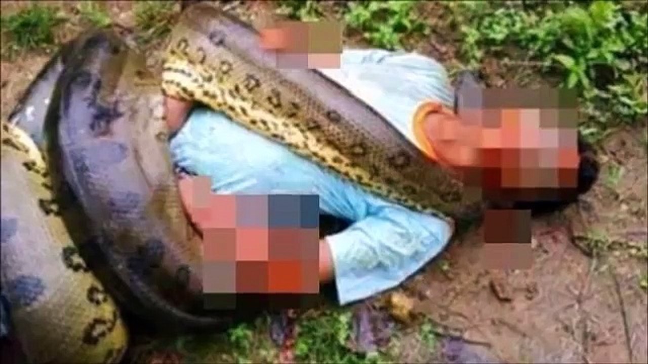 Giant Anaconda attacks Man video Dailymotion