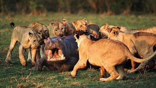 Lion vs Hippo, Real Fight video dailymotion