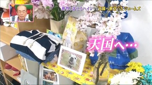 dog James 動画 Dailymotion