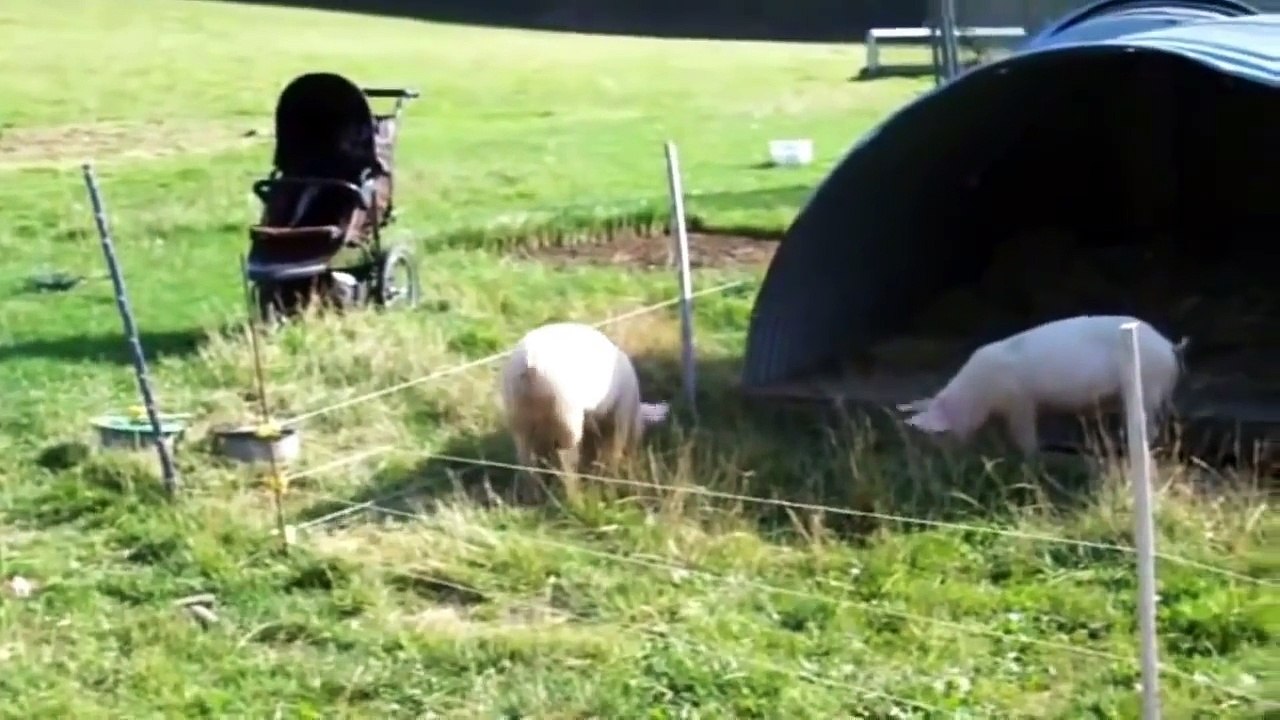 Top Animals get shocked by electric fence video Dailymotion