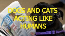 Cats and dogs acting like humans Cute animal compilation