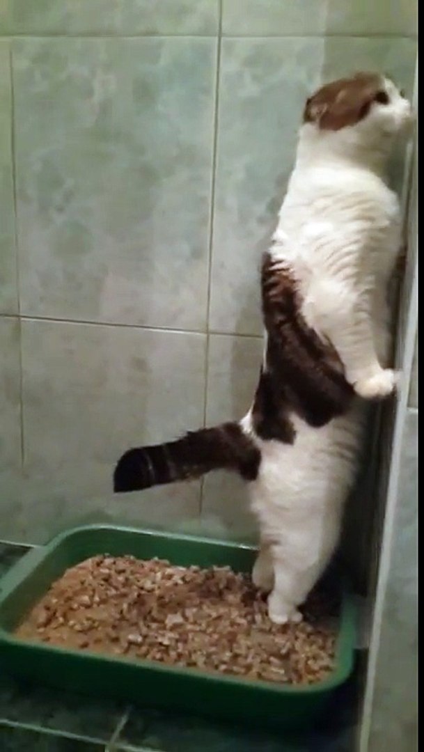 Caca de chat 580431Caca de chat sur tapis