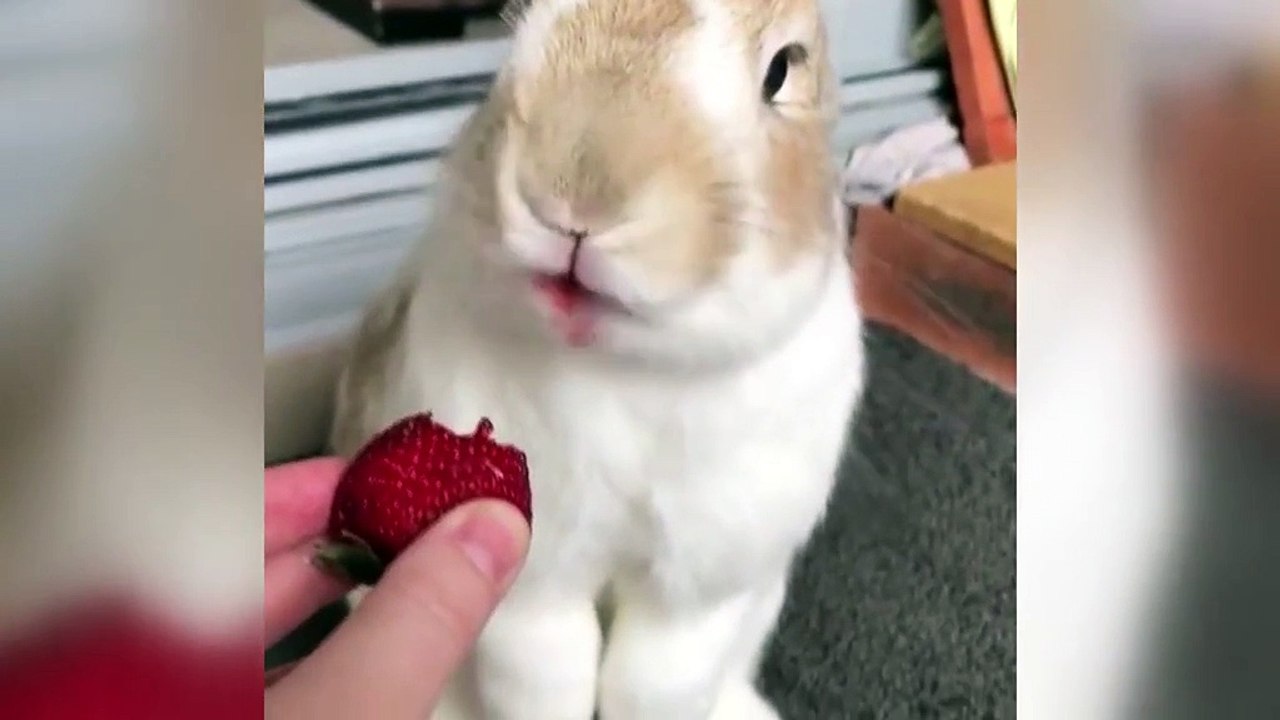 Adorable ce lapin adore les fraises ! Vidéo Dailymotion