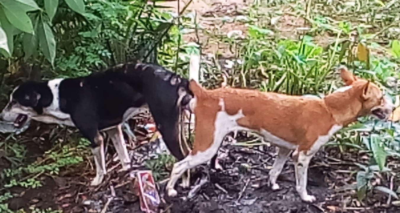 Dogs Mating For The First Time I Dog Mating Stuck Together For Hour