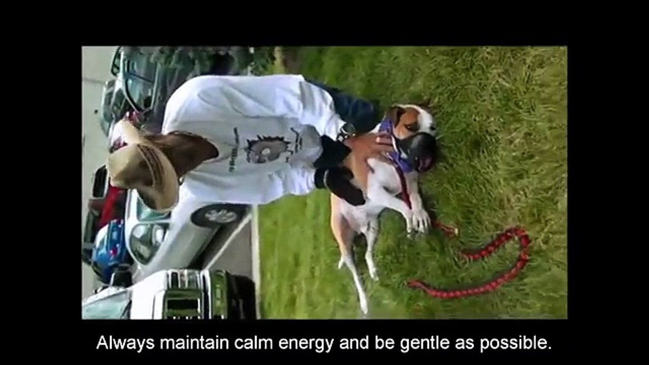 Vicious Pit Bull Fights Dog Whisperer EP 18 DOG