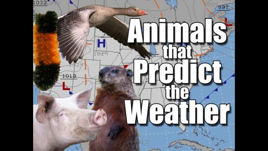 Animals that Predict the Weather video dailymotion