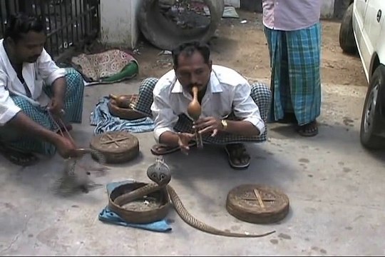 Se Faire Mordre Par Un Serpent