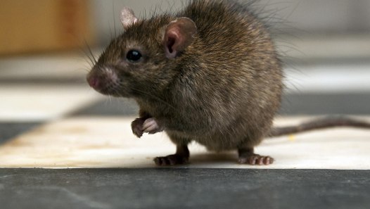 Top 10 des animaux domestiques qui vivent le plus longtemps Vidéo