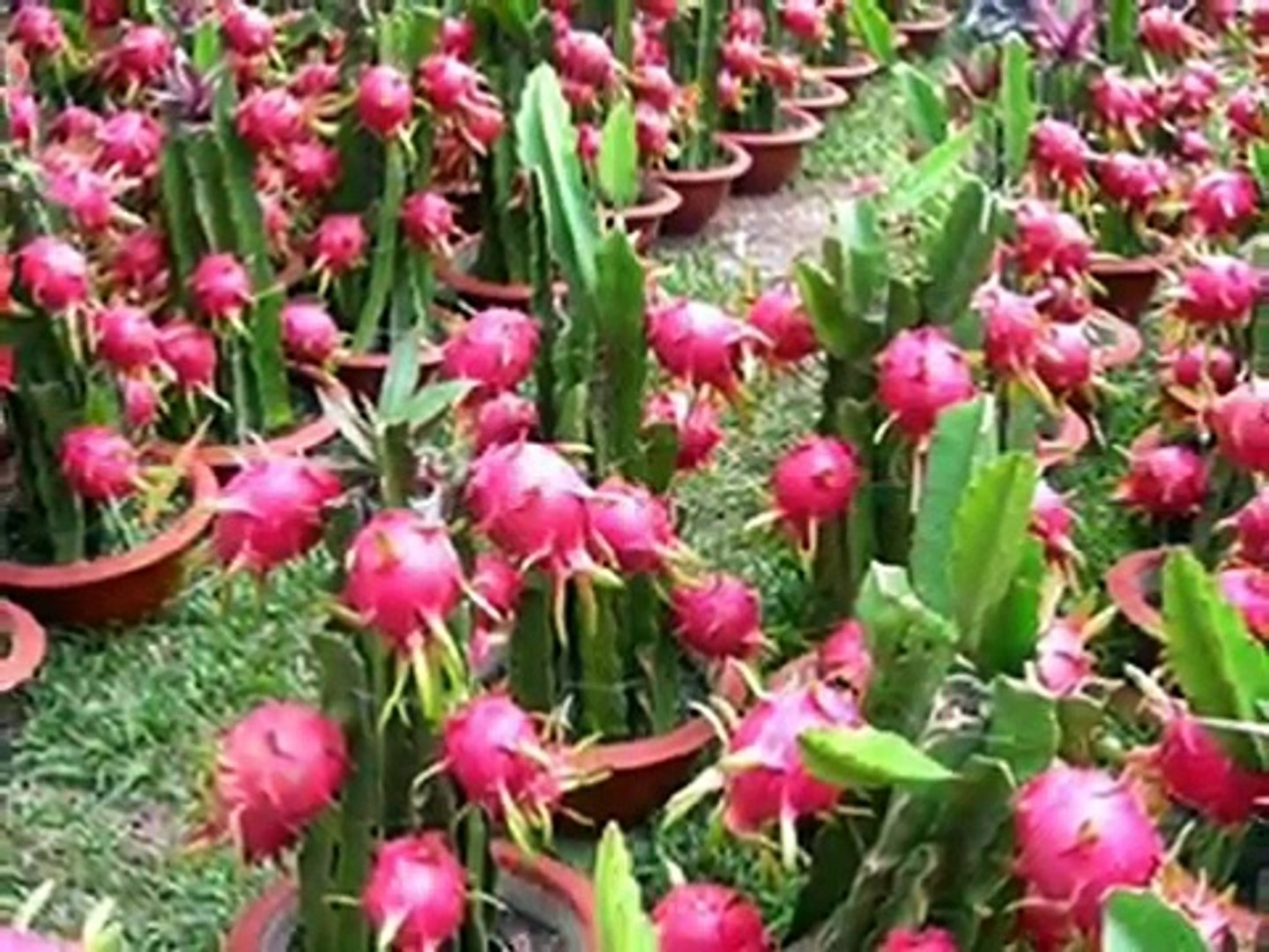 Cara Menanam Buah Naga Cara Menanam Buah Naga Sendiri Di Rumah Mulai