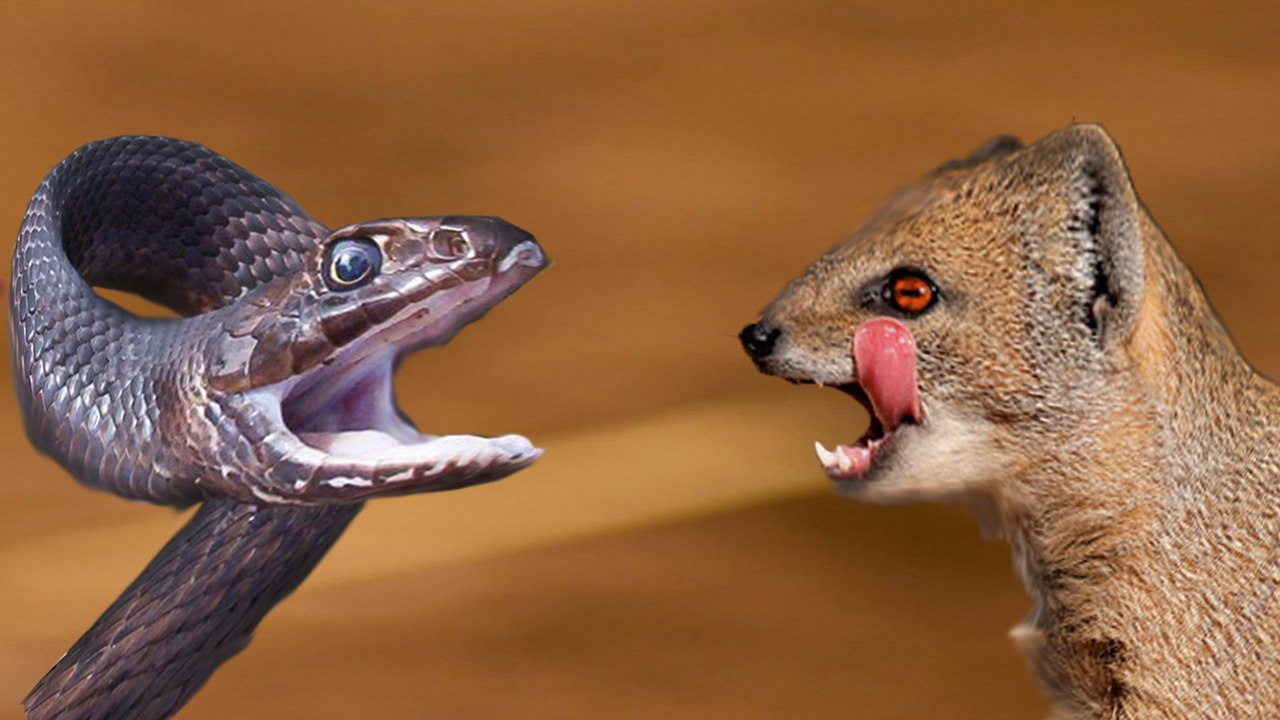 Honey Badger Vs Mongoose