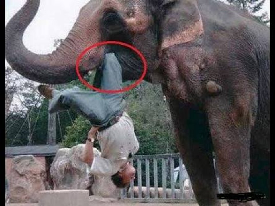 25 Elephant Attacking Videos Caught On Camera 2018 video Dailymotion