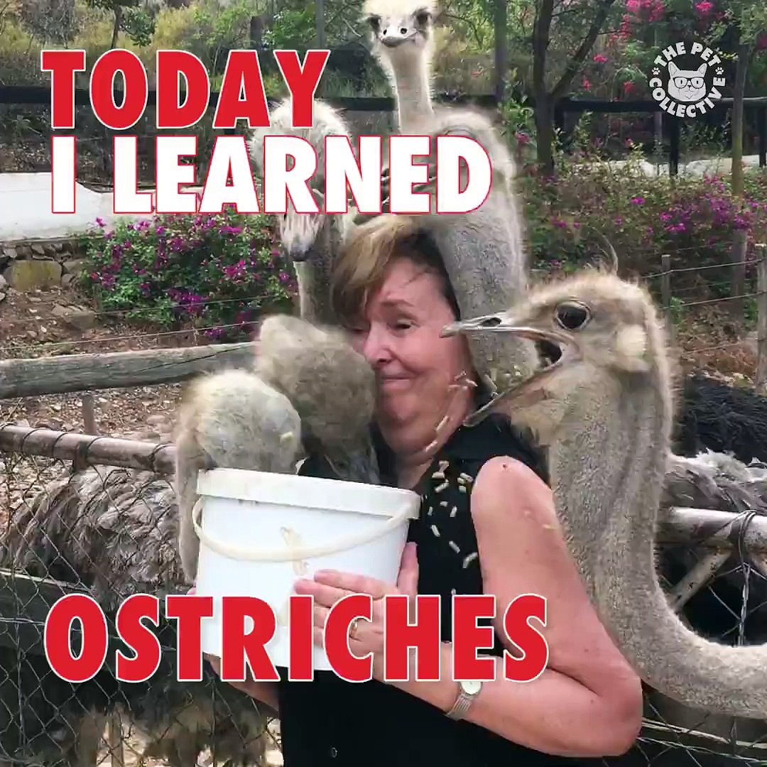 How To Crack An Ostrich Egg