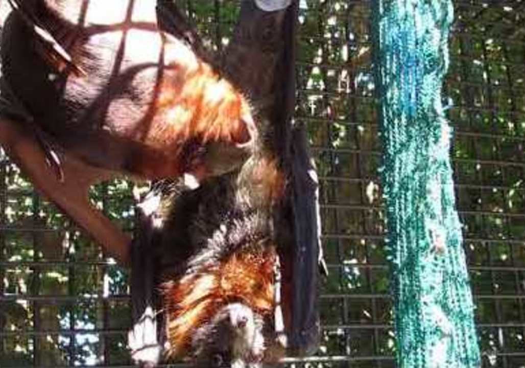Lucky Bat Rescued From Wrecking Yard in Queensland, Australia video