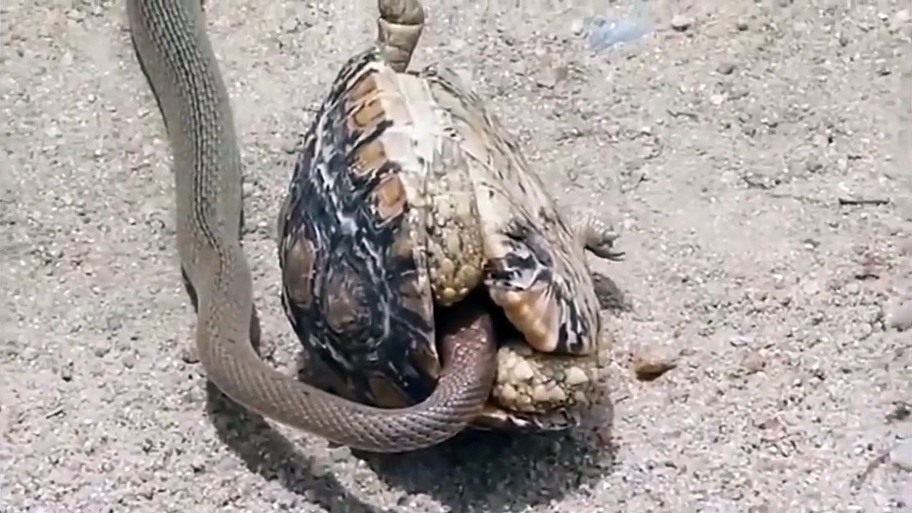 Un serpent tente de dévorer une tortue. Vidéo Dailymotion
